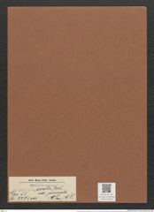 Surirella ovalis var. pinnata (W. Sm.) W. H. (de-Toni-Nr.: Genus 53, Species 2271) Zeichnungen Sammlung Grunow Mappe 02483 (Herbarium_W_Grunow_drawings_Folder_02483)